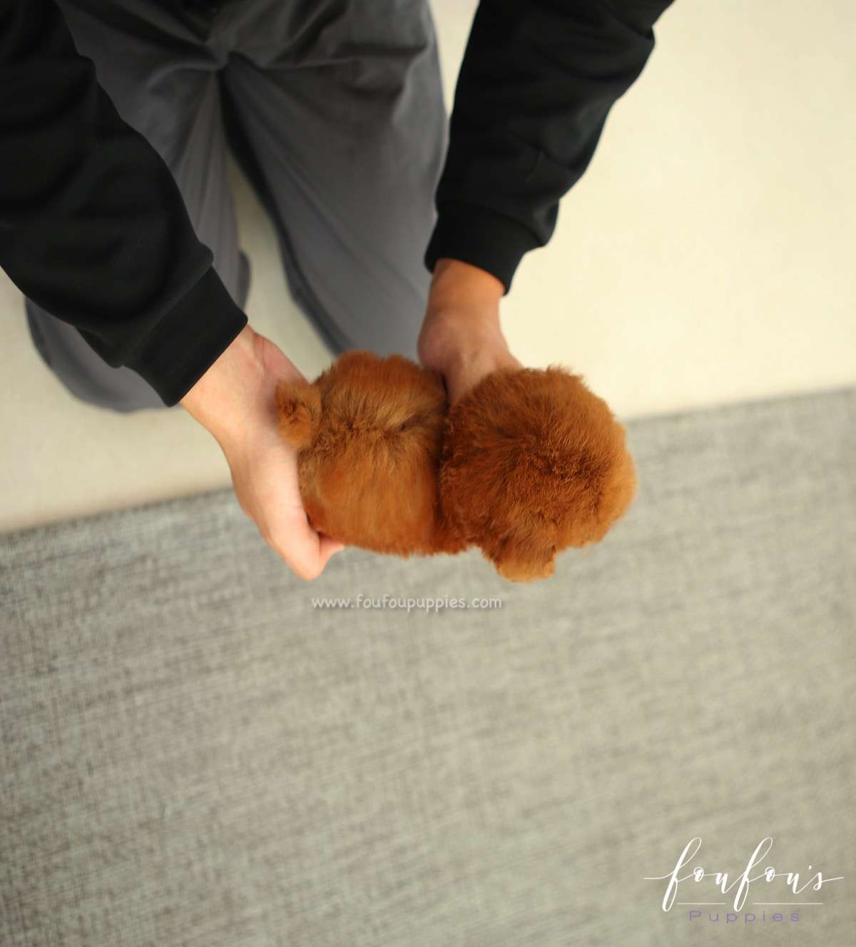 Ruby - Poodle F.