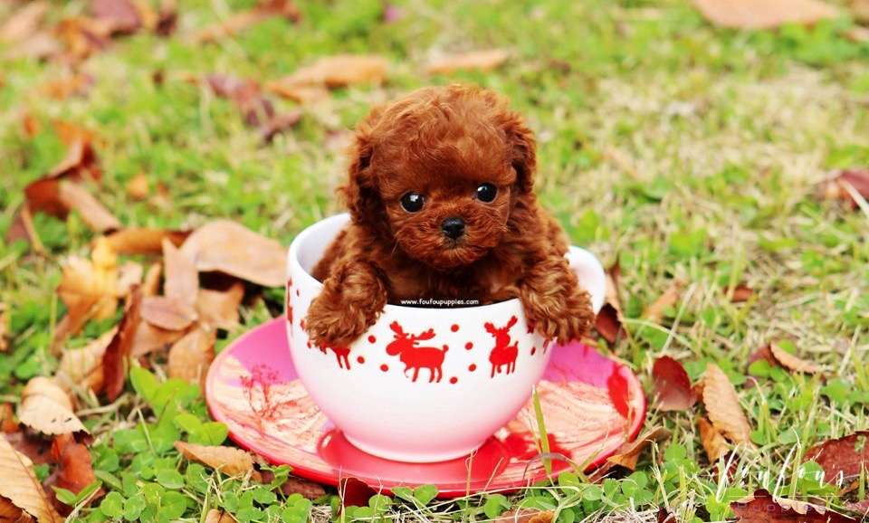 Rudolph - Poodle M.