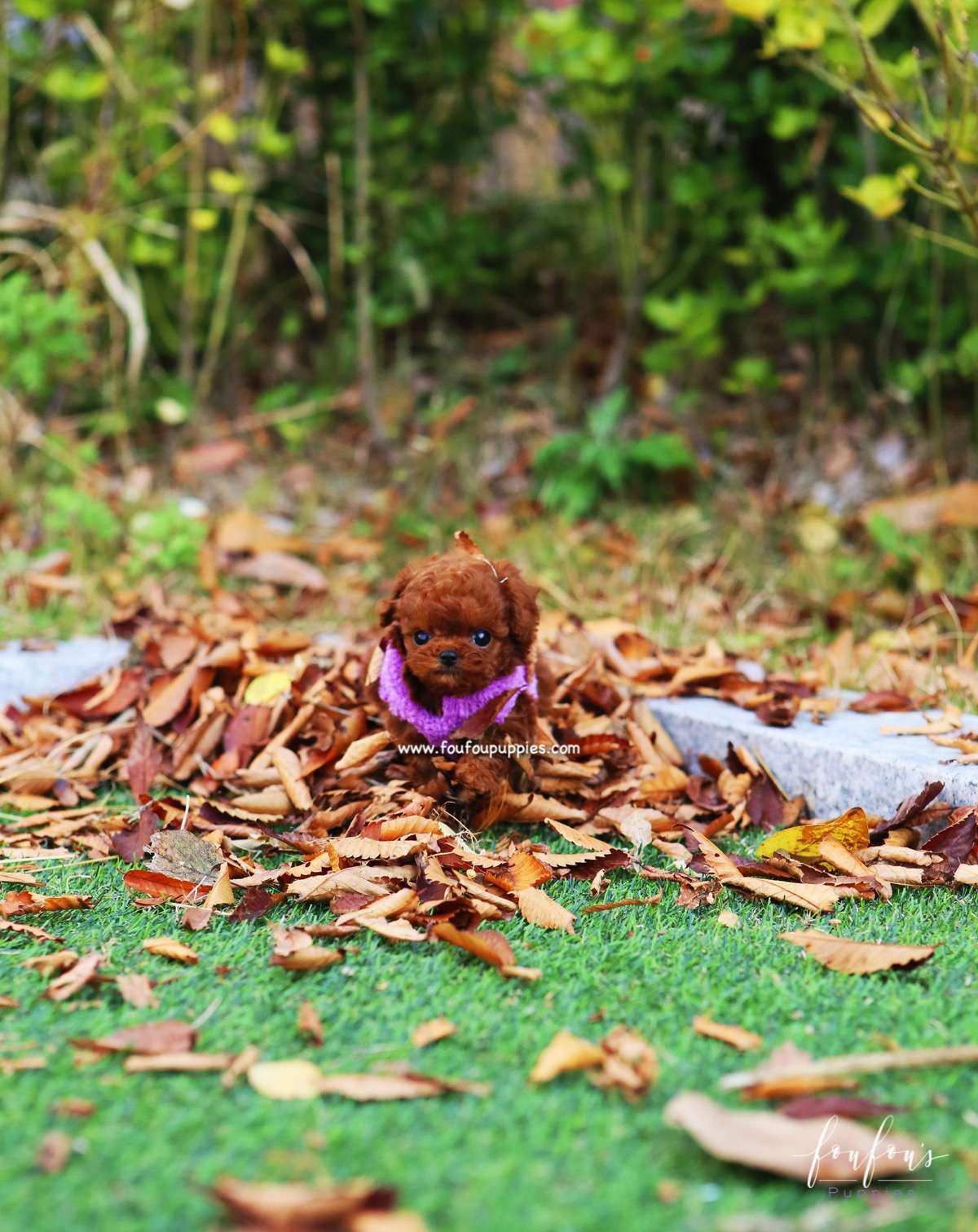 Rudolph - Poodle M.
