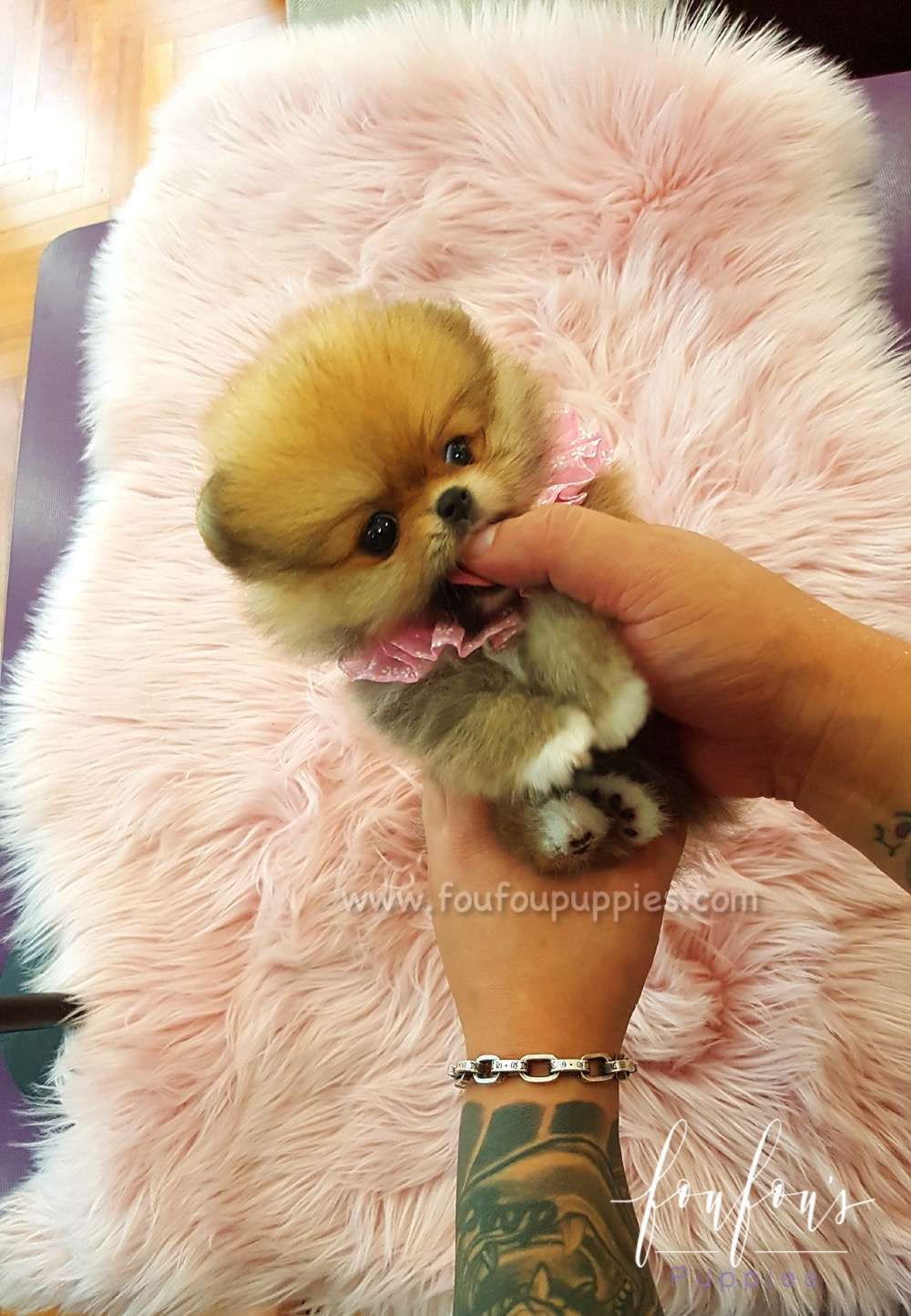 Louie - Pomeranian M.
