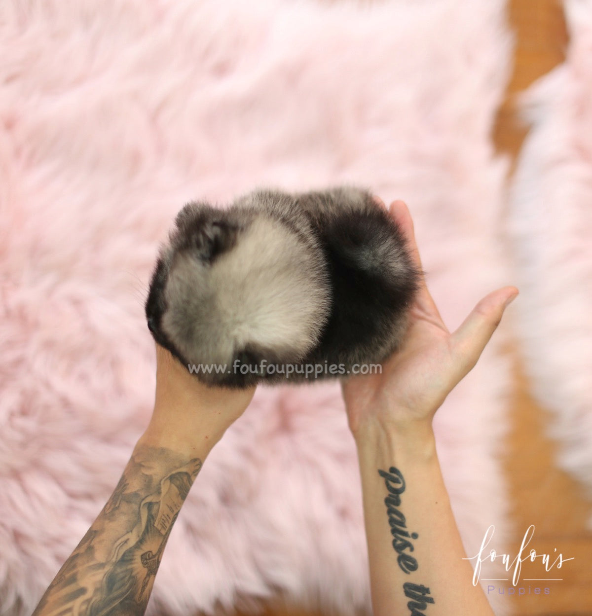 Chadé - Pomeranian F.