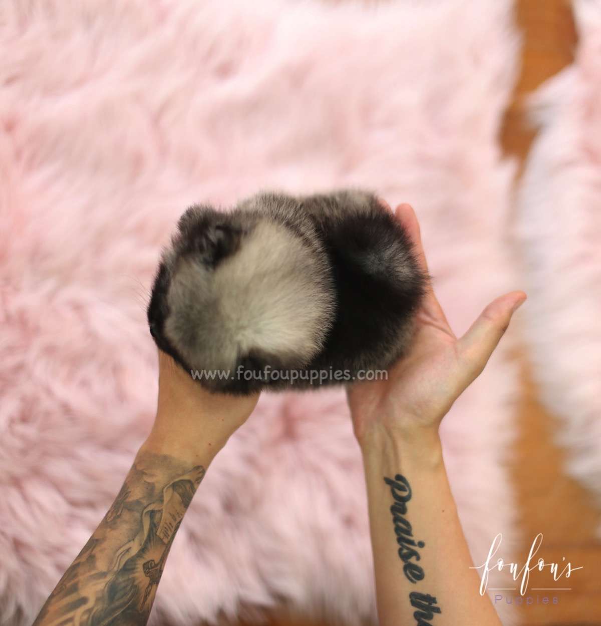 Chadé - Pomeranian F.
