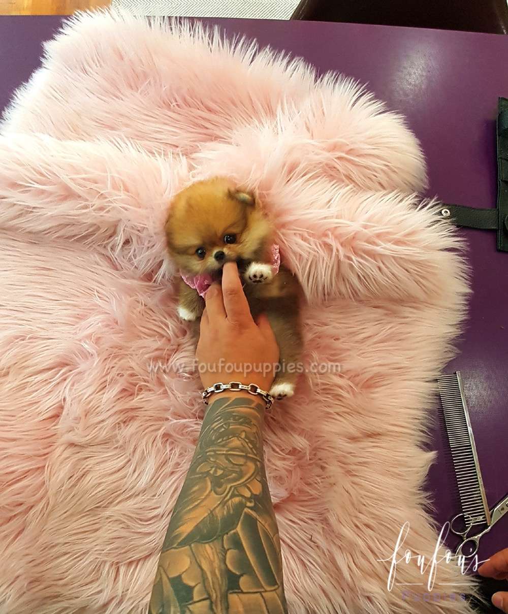 Louie - Pomeranian M.