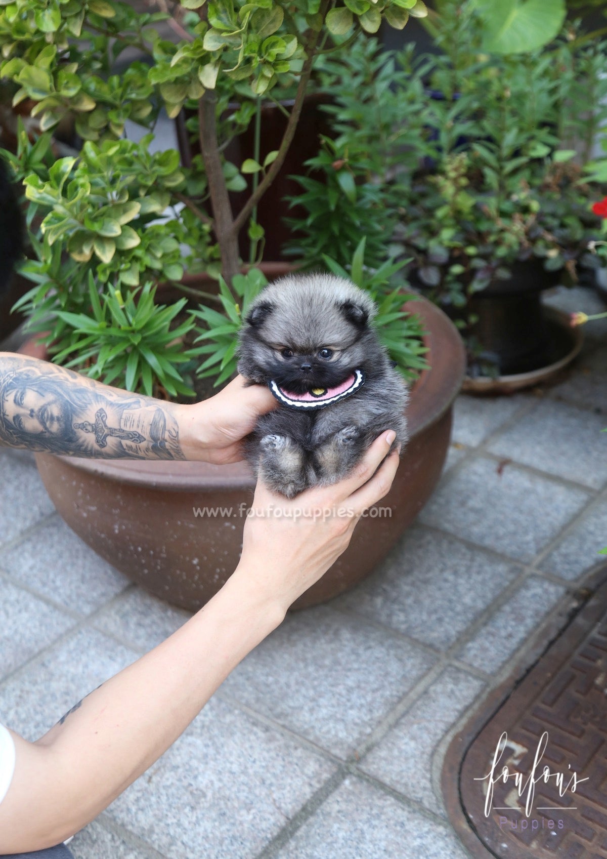 Chadé - Pomeranian F.