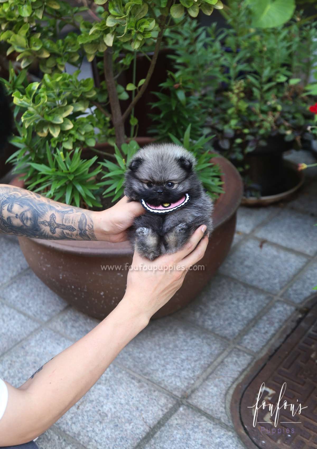 Chadé - Pomeranian F.