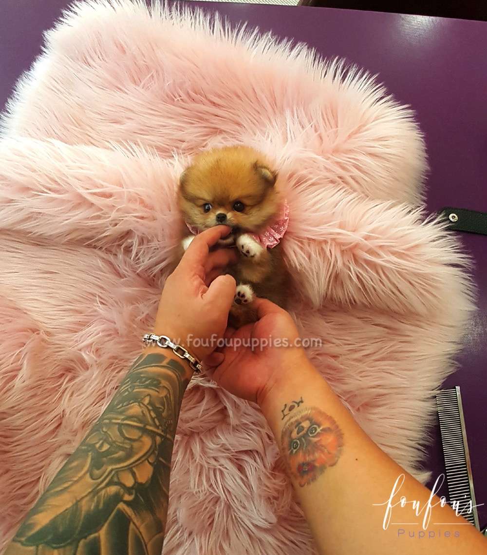Louie - Pomeranian M.
