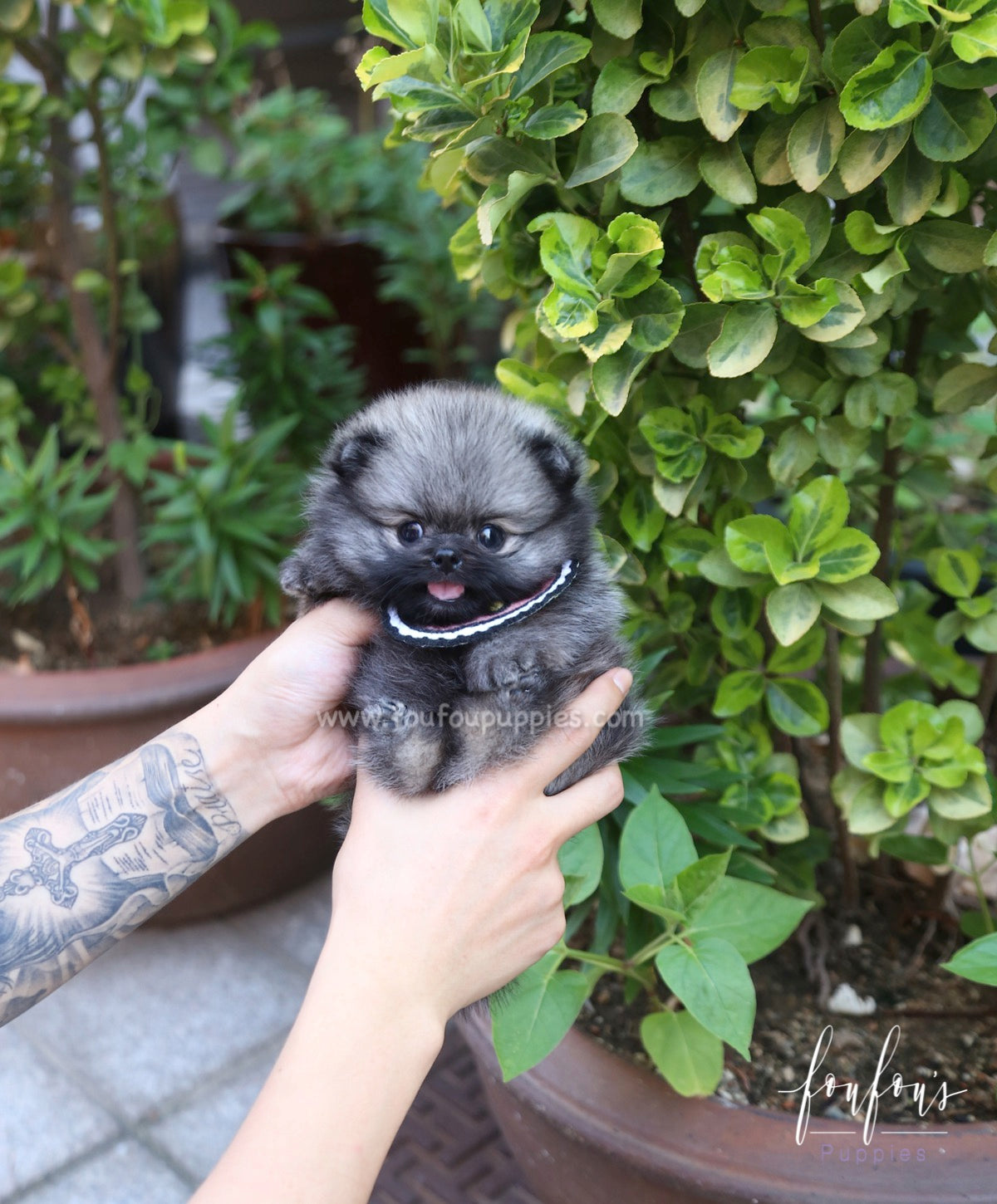 Chadé - Pomeranian F.