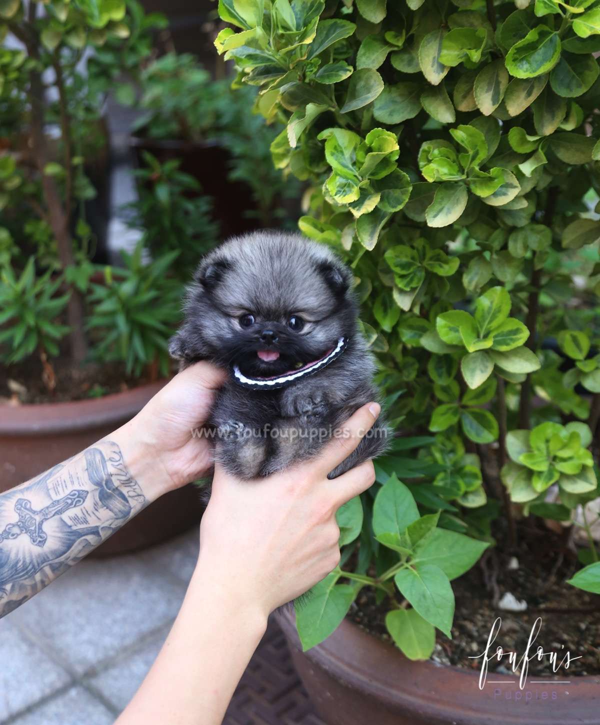 Chadé - Pomeranian F.