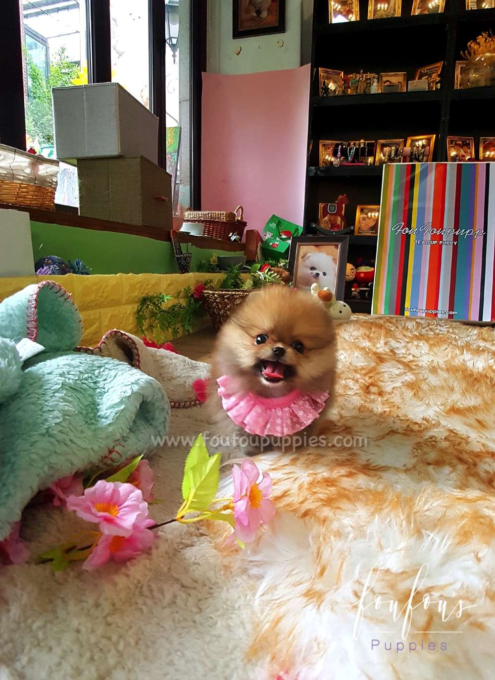 Louie - Pomeranian M.