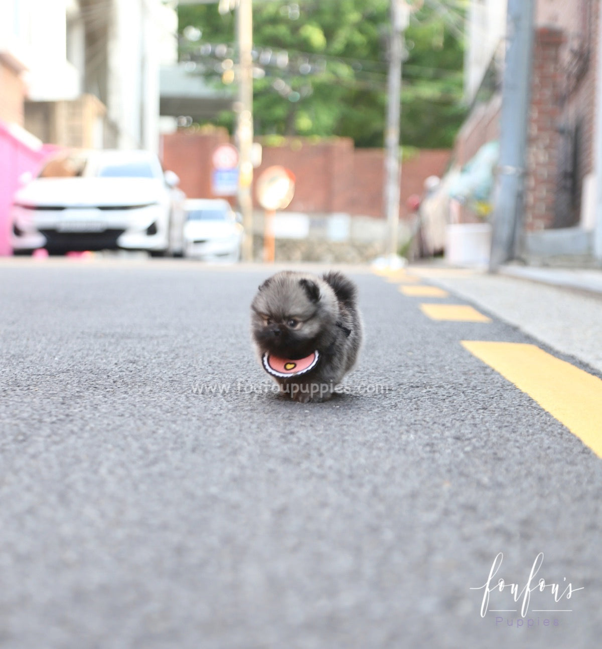 Chadé - Pomeranian F.