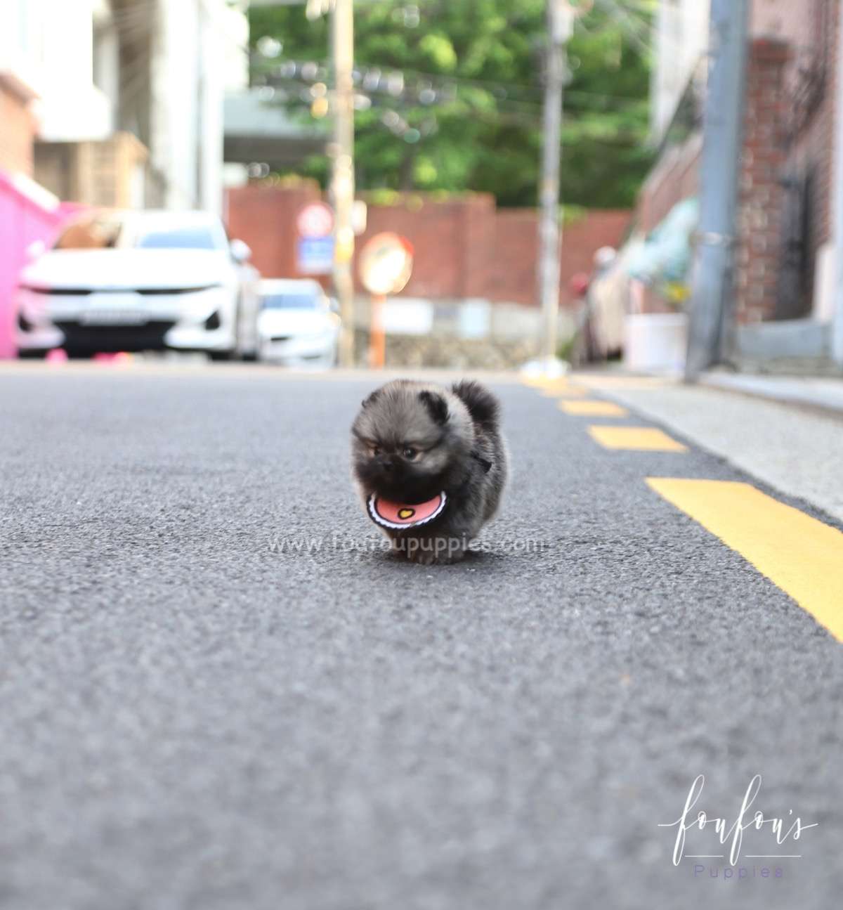 Chadé - Pomeranian F.