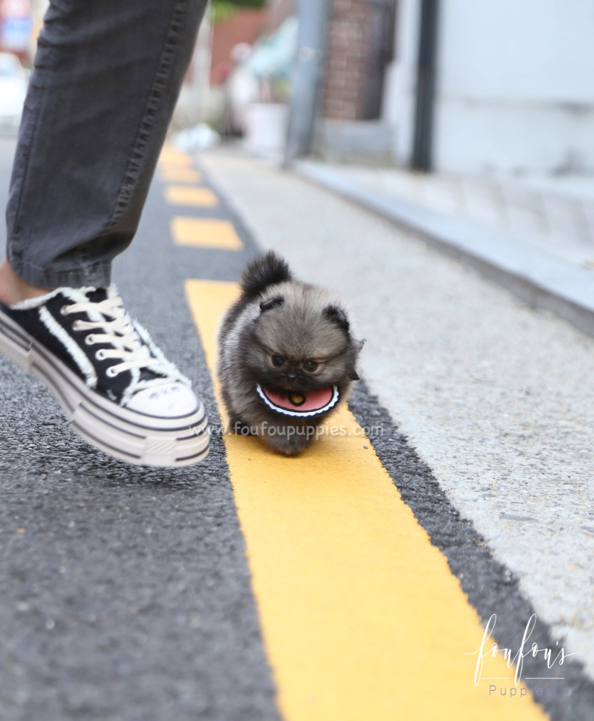 Chadé - Pomeranian F.