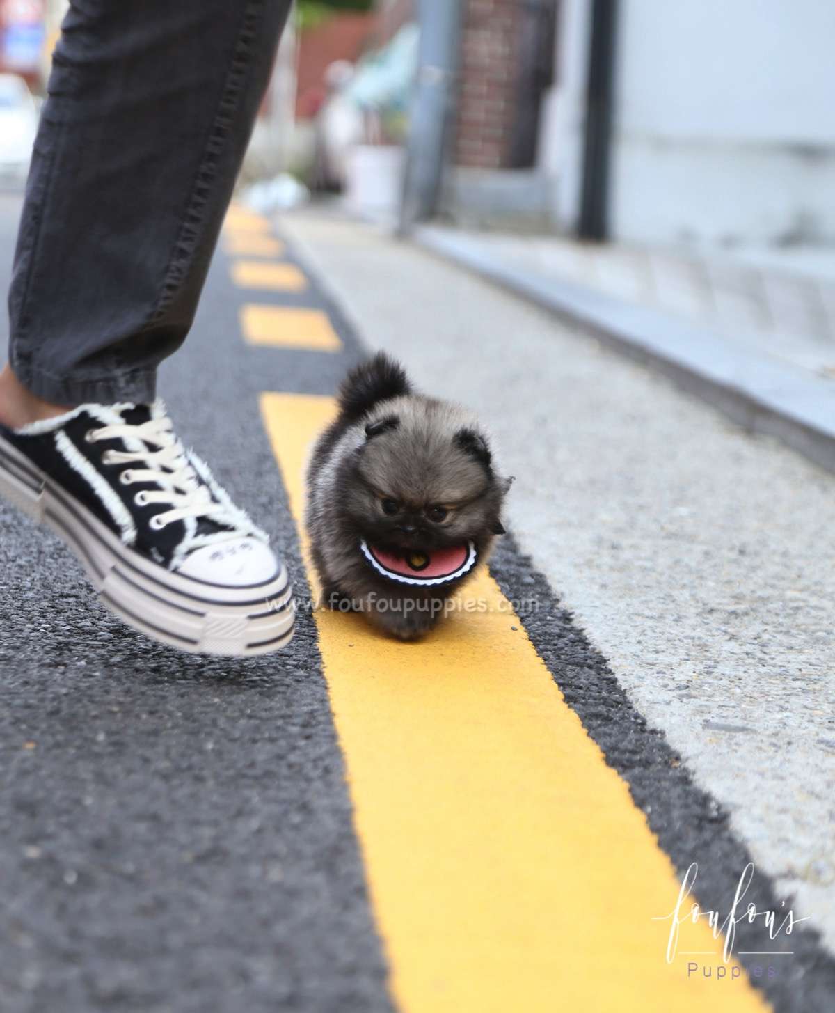 Chadé - Pomeranian F.