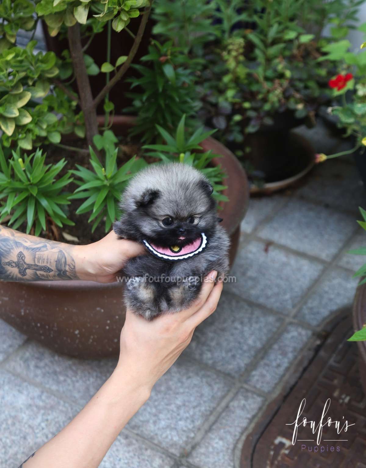 Chadé - Pomeranian F.