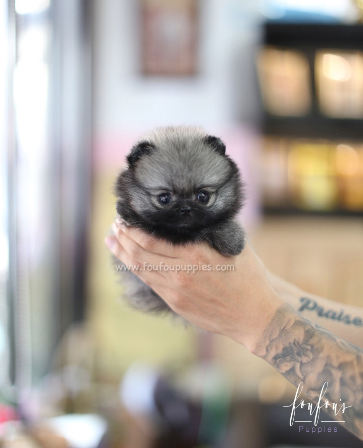Chadé - Pomeranian F.