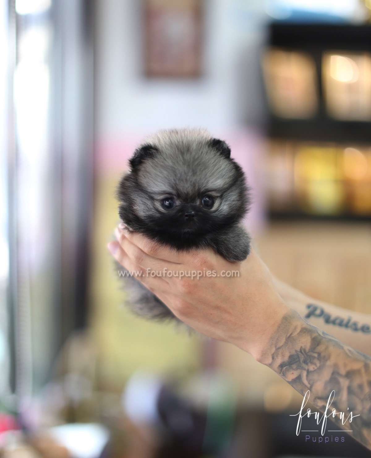 Chadé - Pomeranian F.