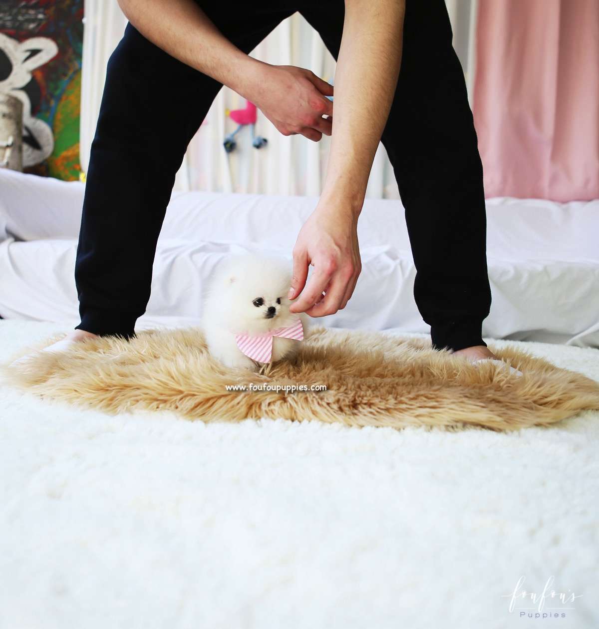 Snowbelle - Pomeranian F.