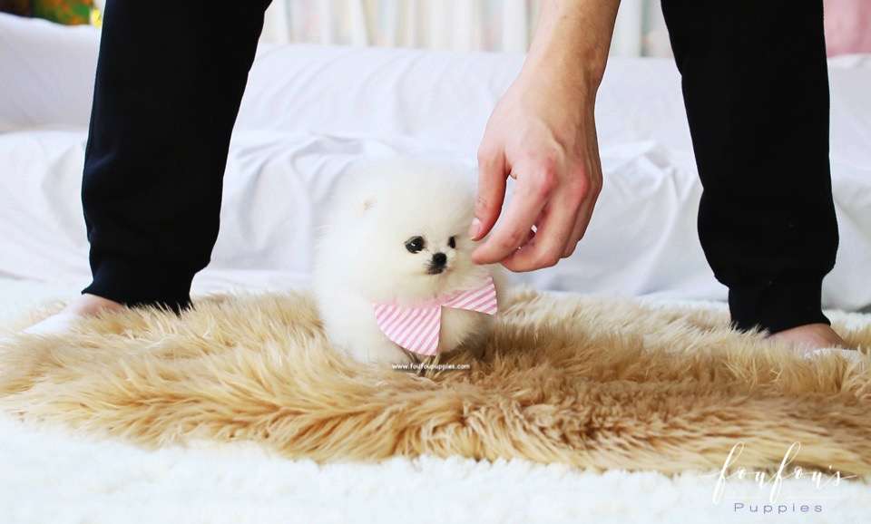 Snowbelle - Pomeranian F.