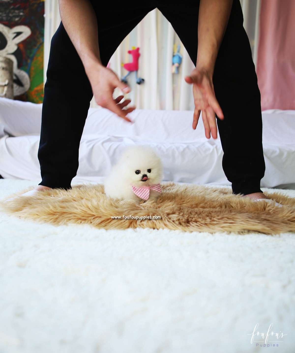 Snowbelle - Pomeranian F.