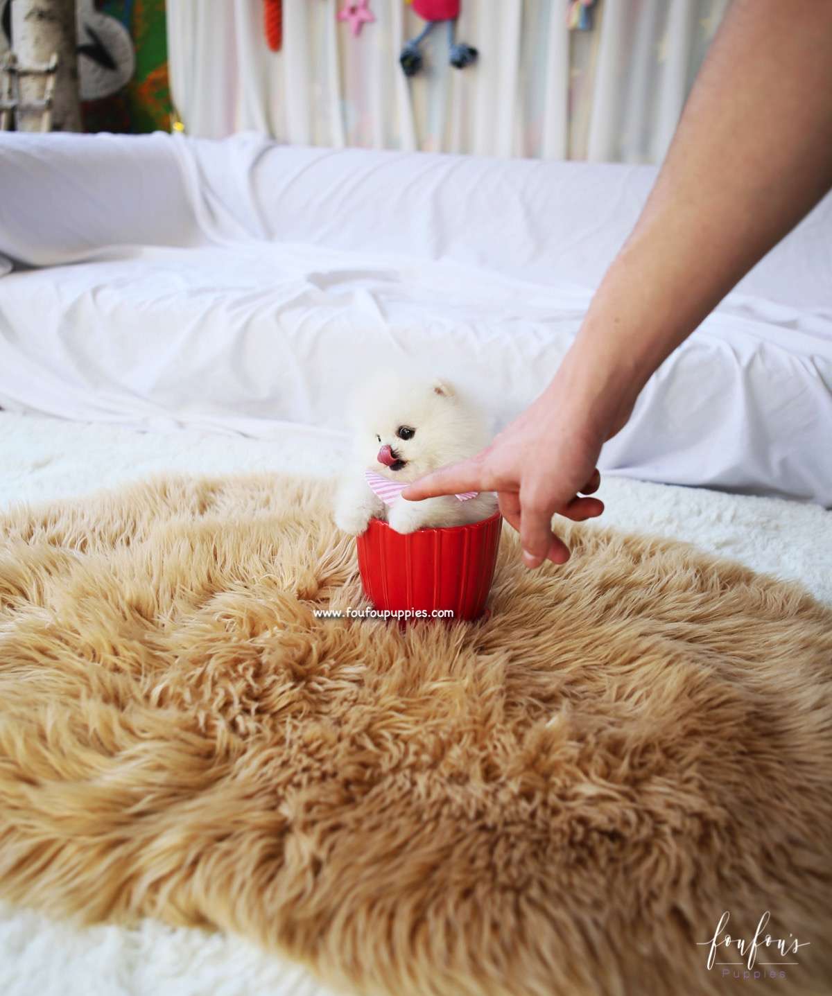 Snowbelle - Pomeranian F.