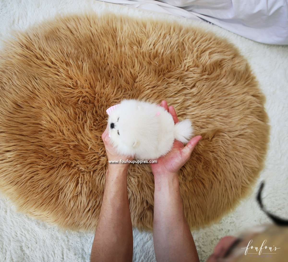 Snowbelle - Pomeranian F.
