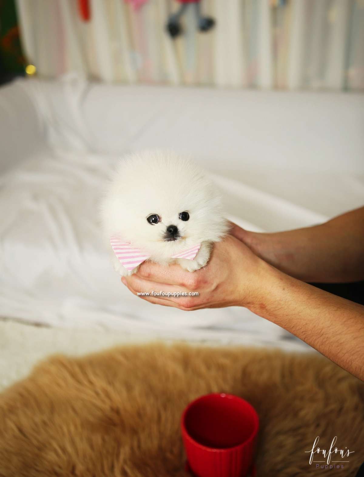 Snowbelle - Pomeranian F.