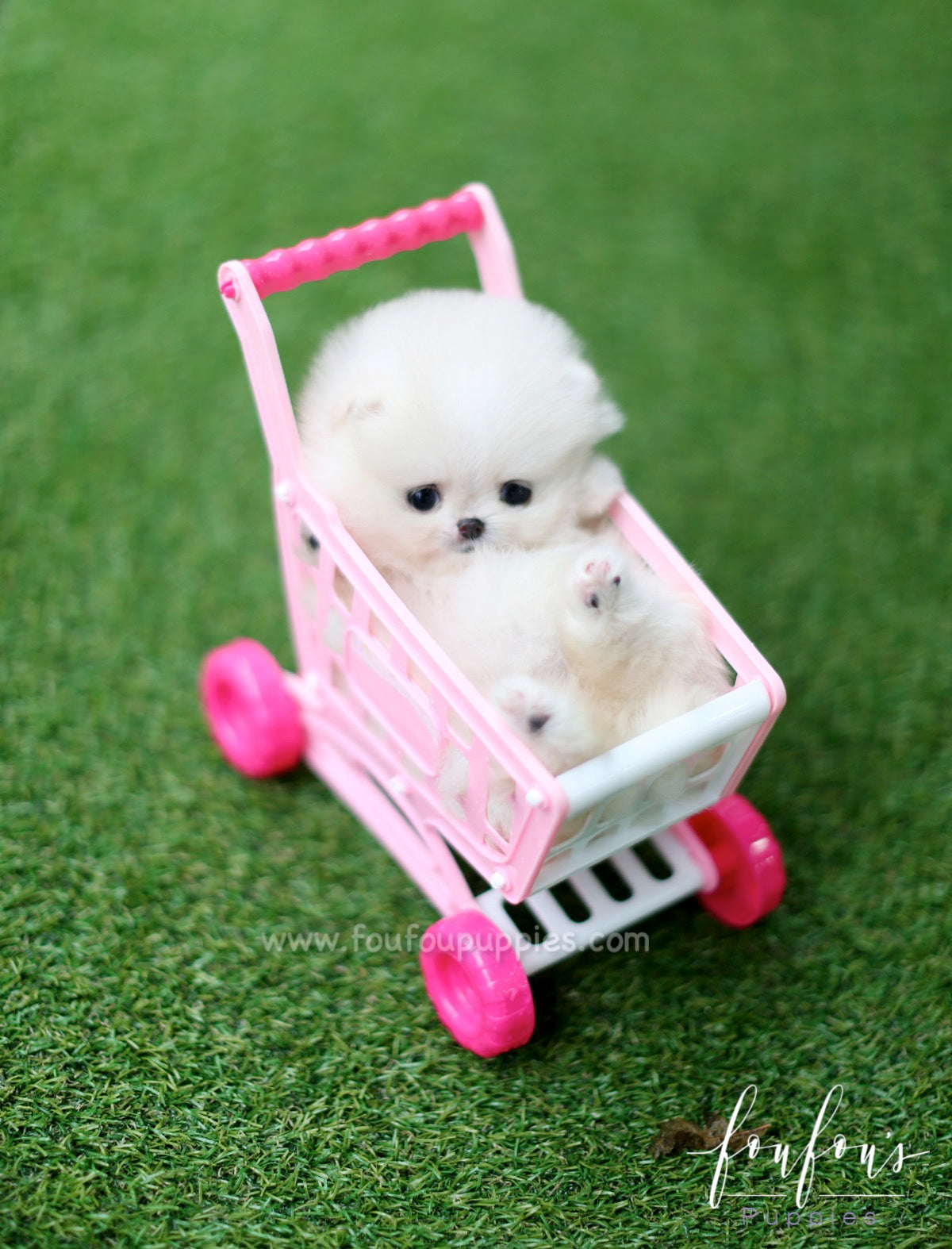 Mittens - Pomeranian F.