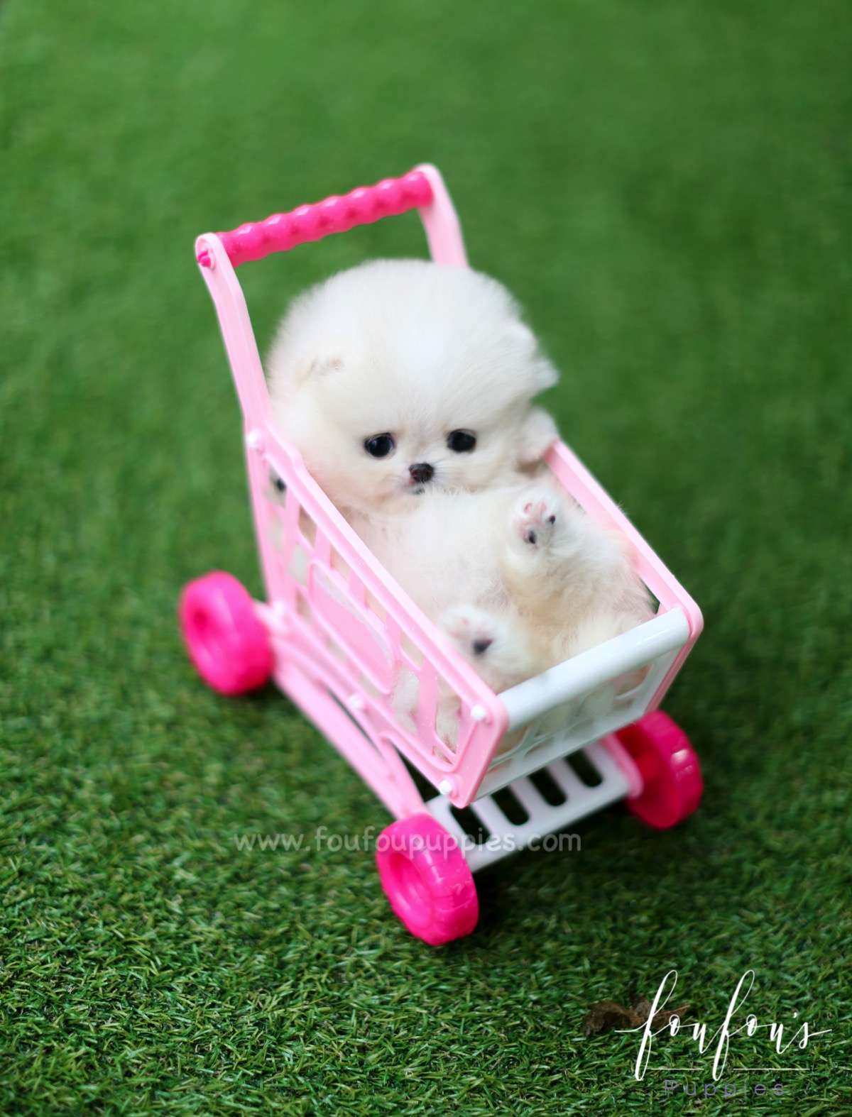 Mittens - Pomeranian F.