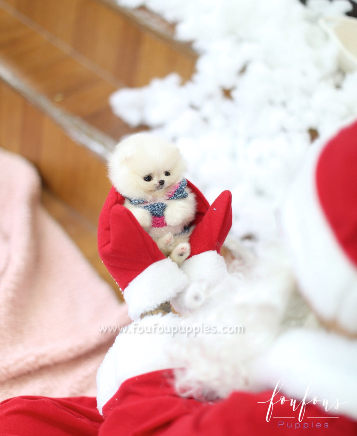 Mittens - Pomeranian F.