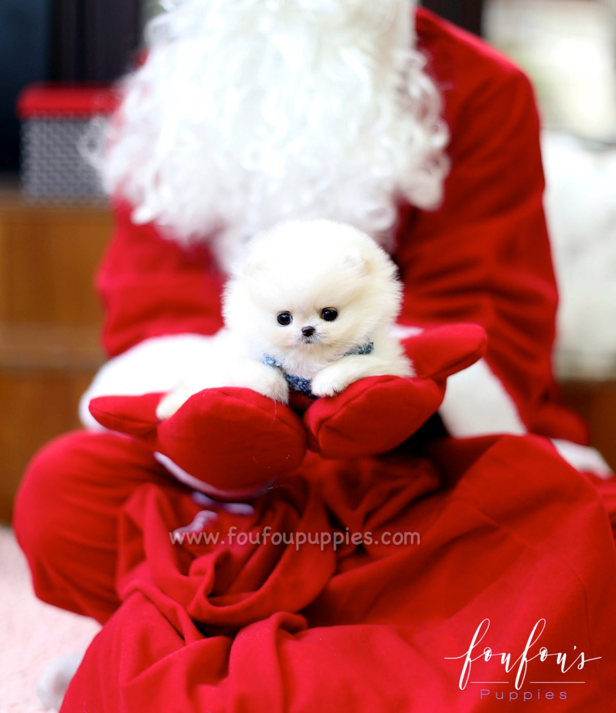 Mittens - Pomeranian F.