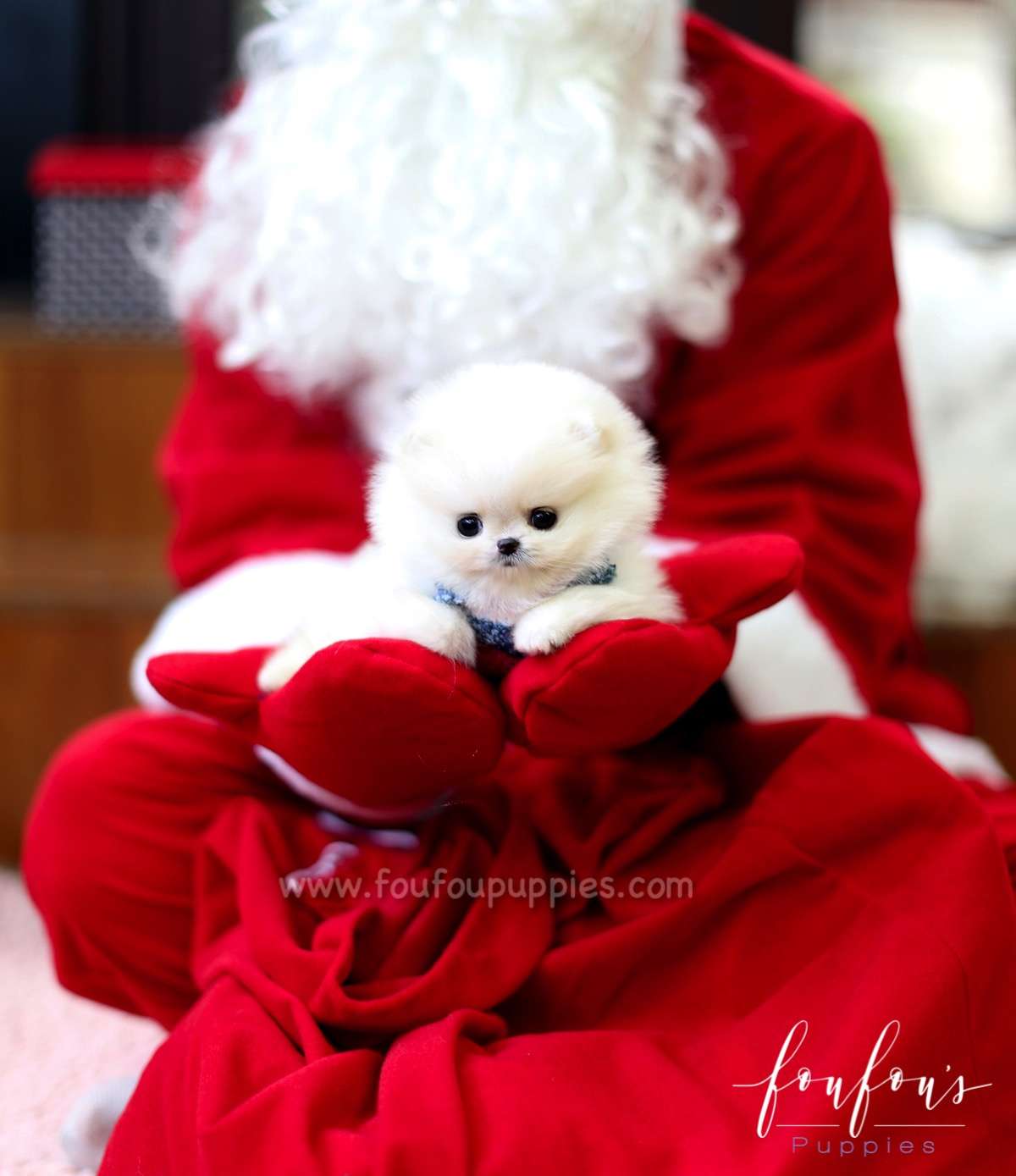 Mittens - Pomeranian F.