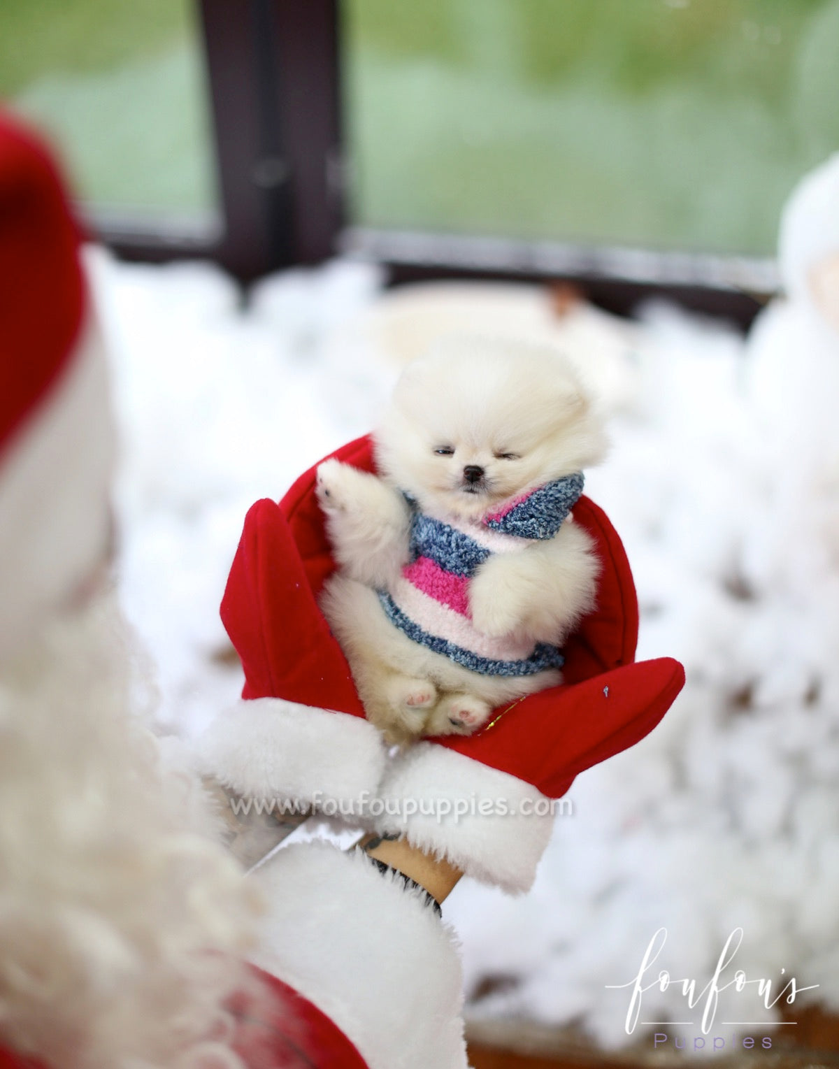 Mittens - Pomeranian F.