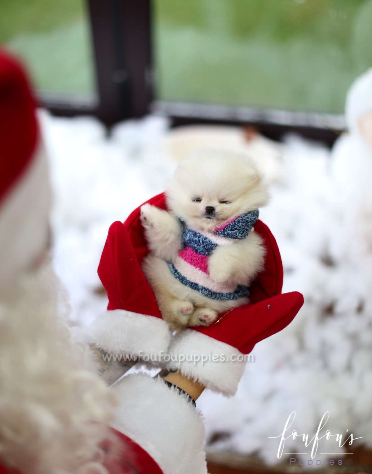 Mittens - Pomeranian F.