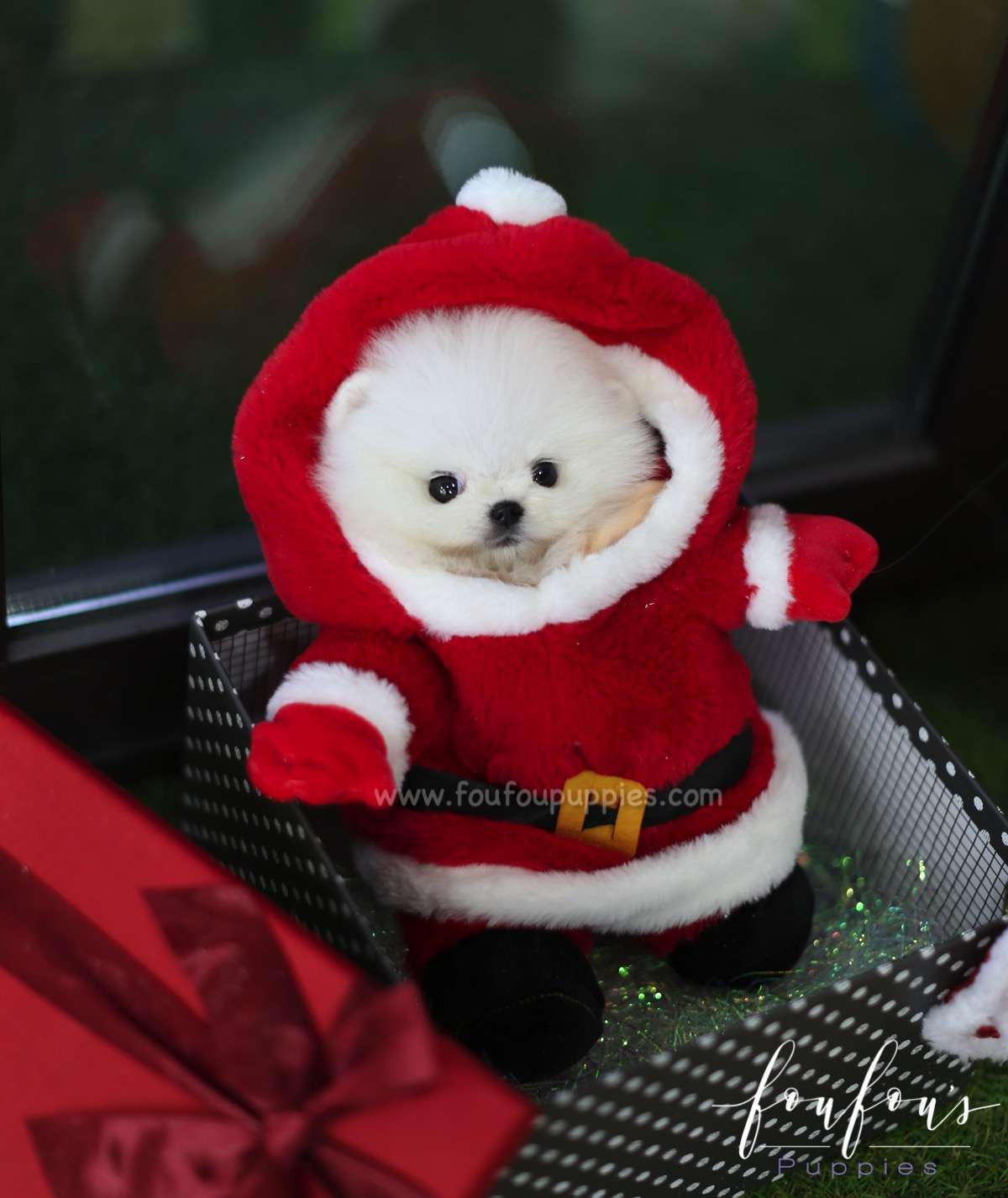 Jolly - Pomeranian F.