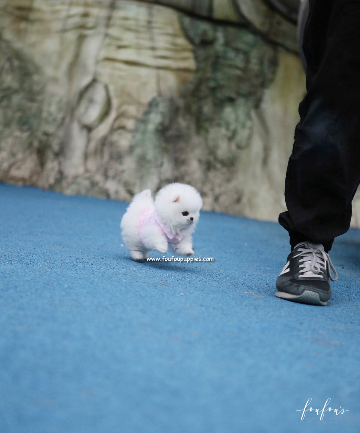 Sasha - Pomeranian F.