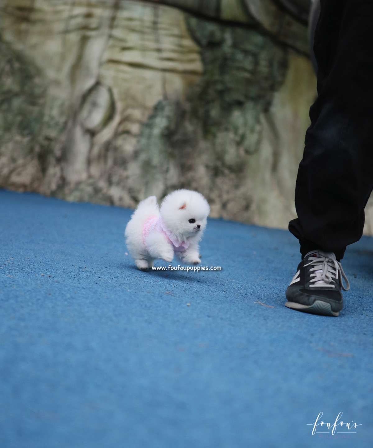 Sasha - Pomeranian F.