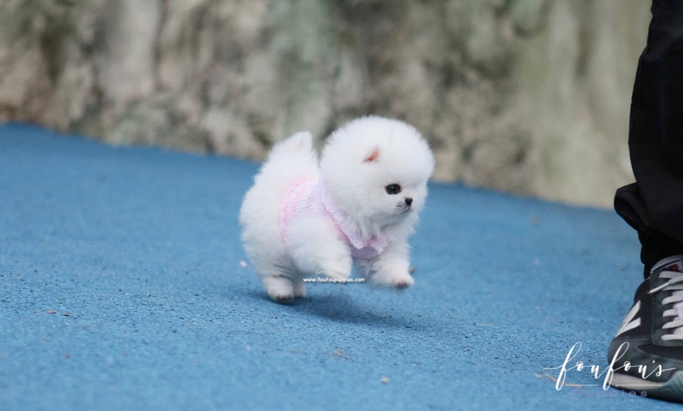 Sasha - Pomeranian F.