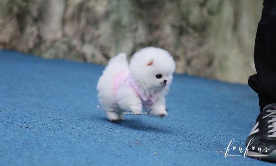 Sasha - Pomeranian F.