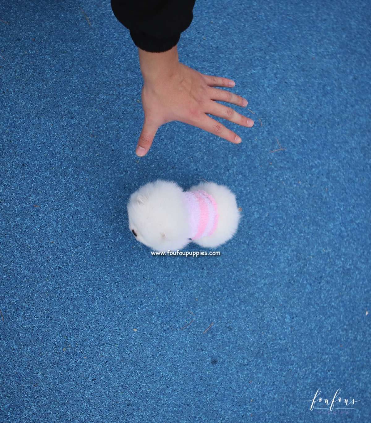 Sasha - Pomeranian F.