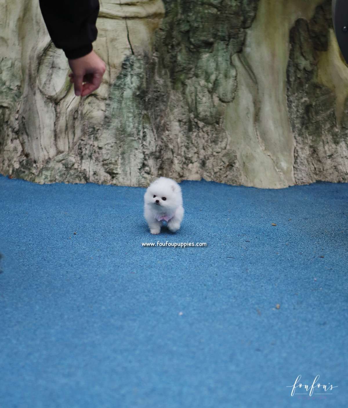 Sasha - Pomeranian F.