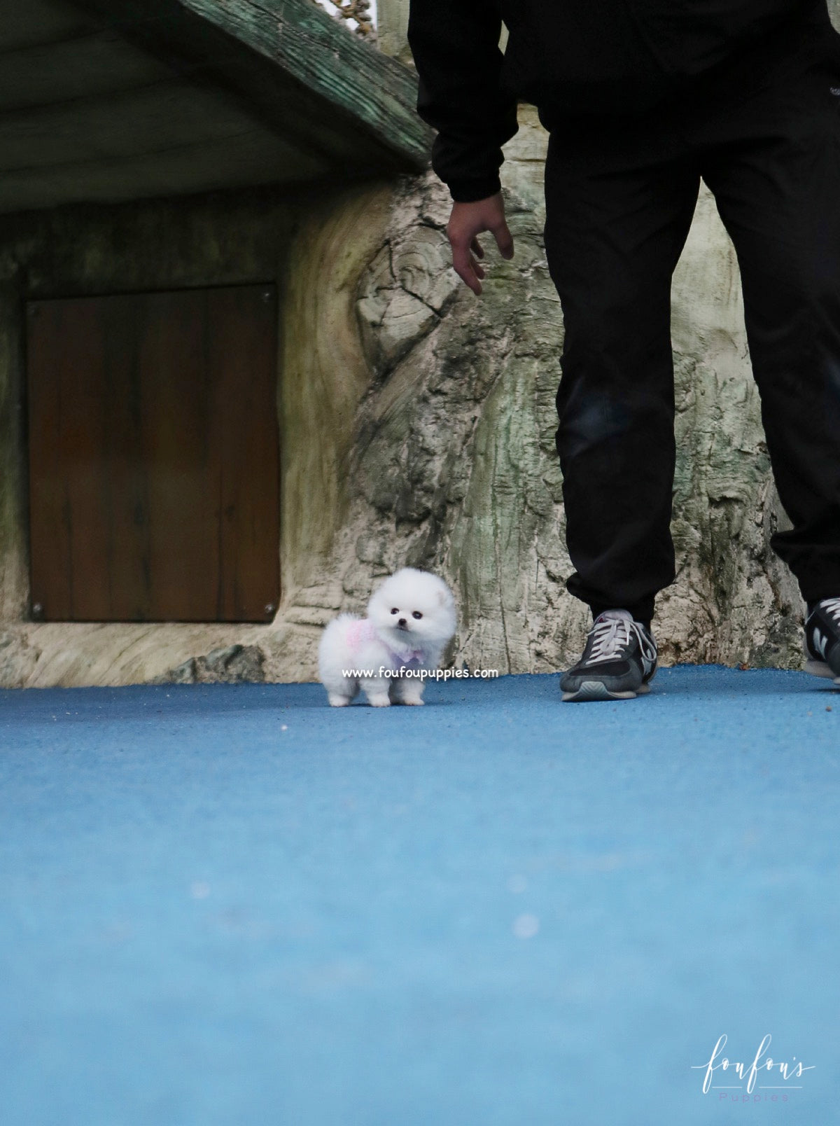 Sasha - Pomeranian F.