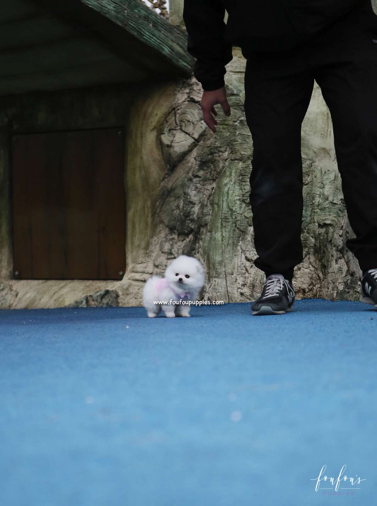 Sasha - Pomeranian F.