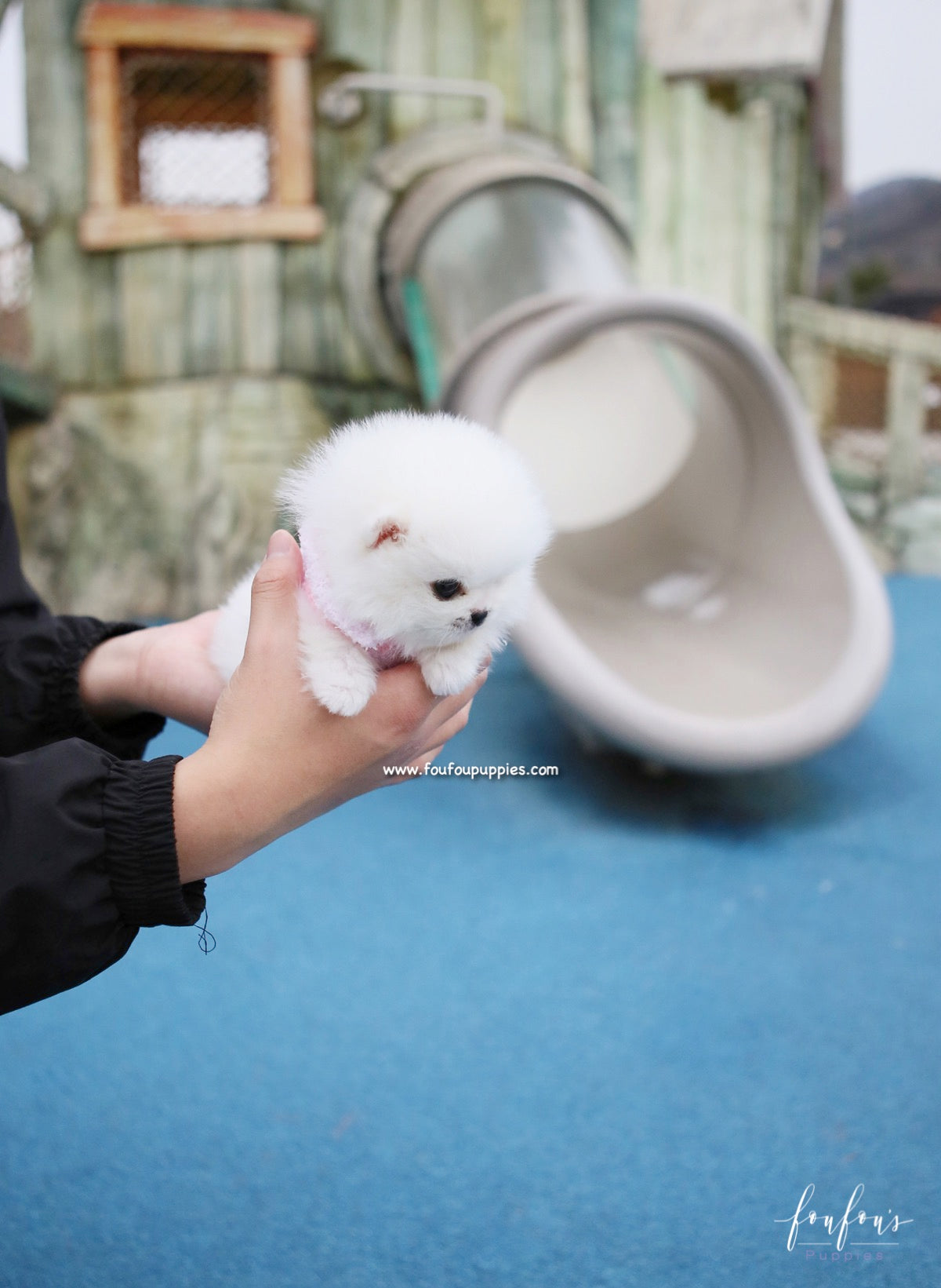 Sasha - Pomeranian F.