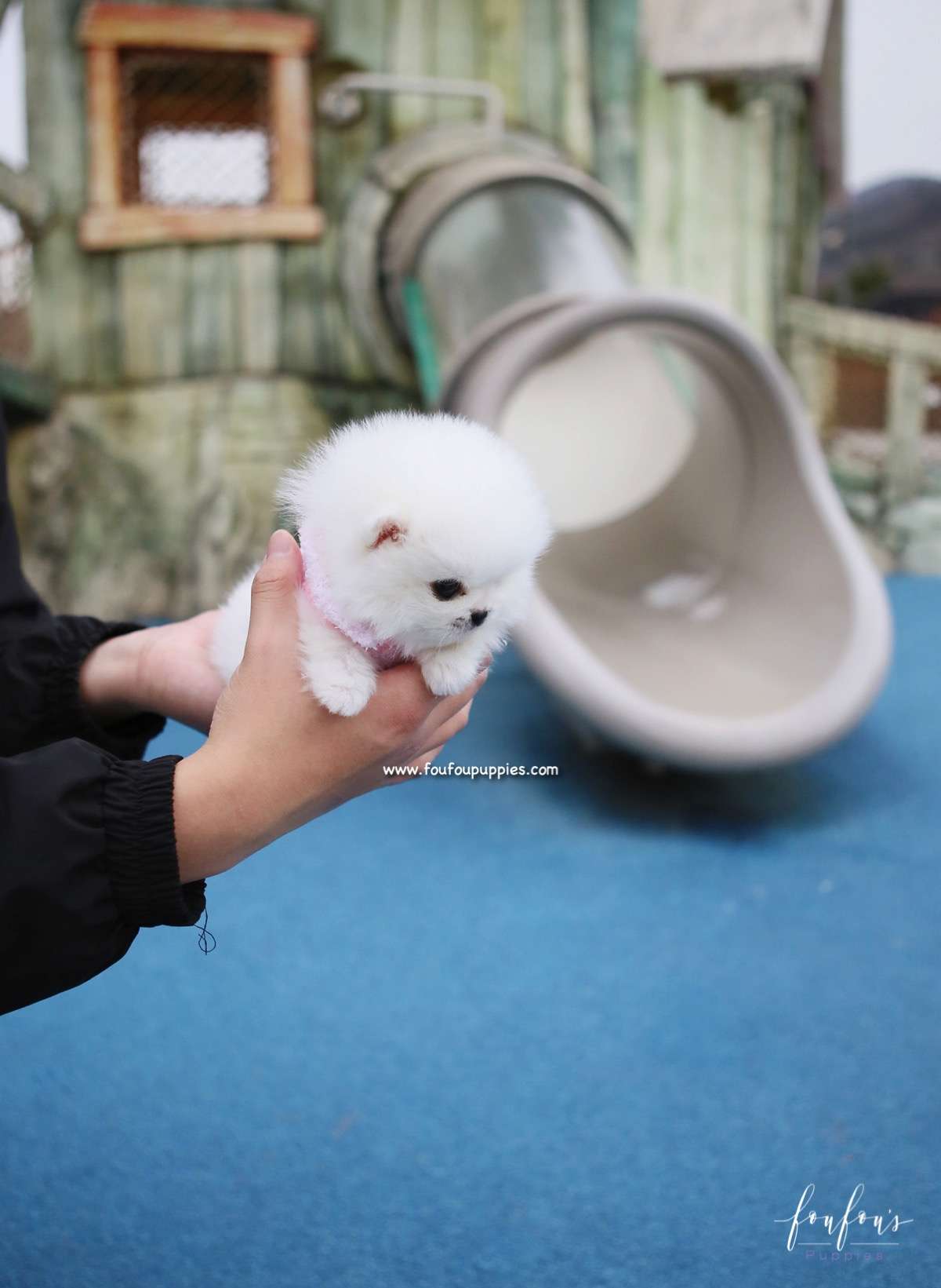 Sasha - Pomeranian F.