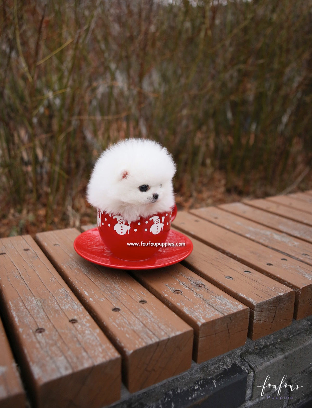 Sasha - Pomeranian F.
