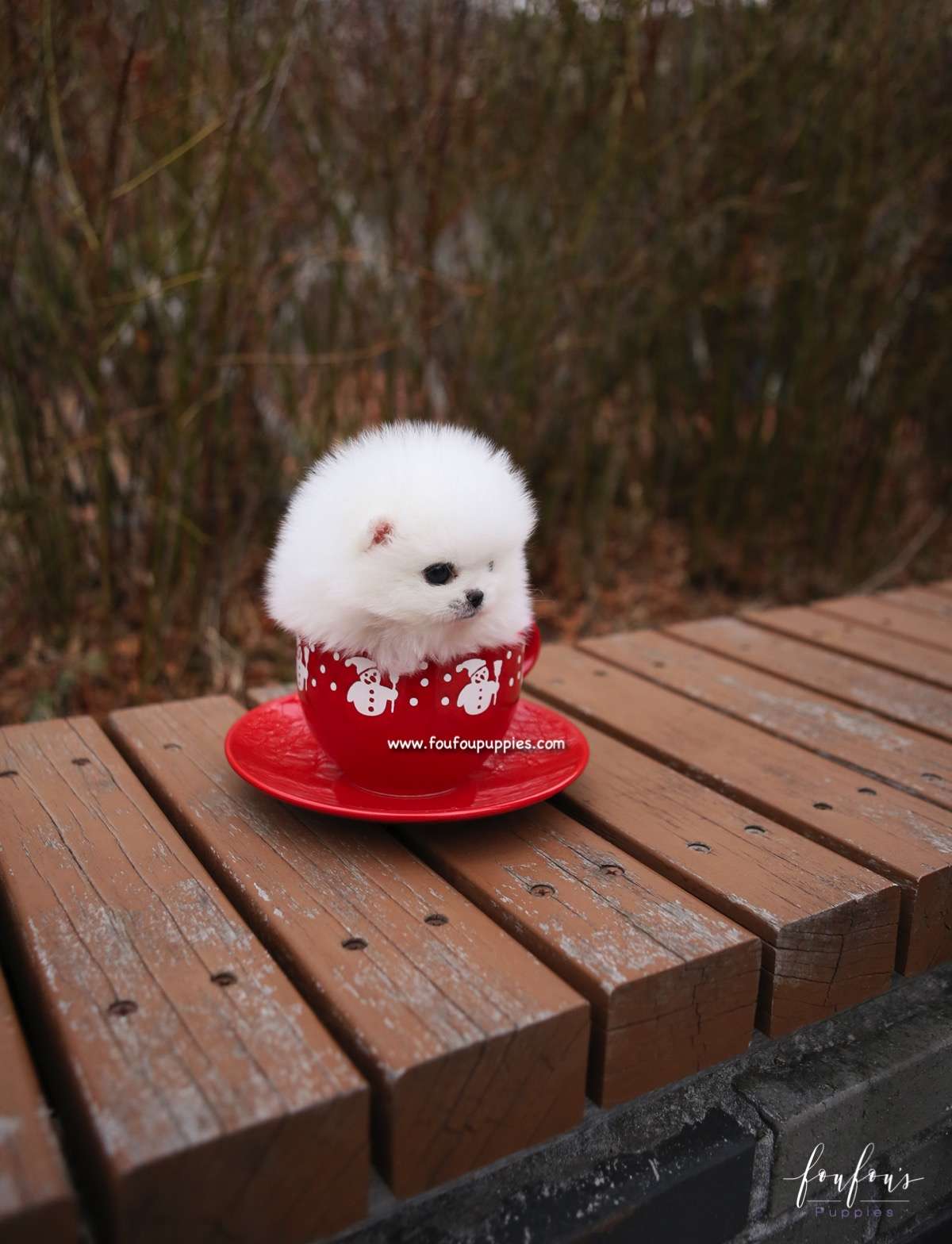 Sasha - Pomeranian F.