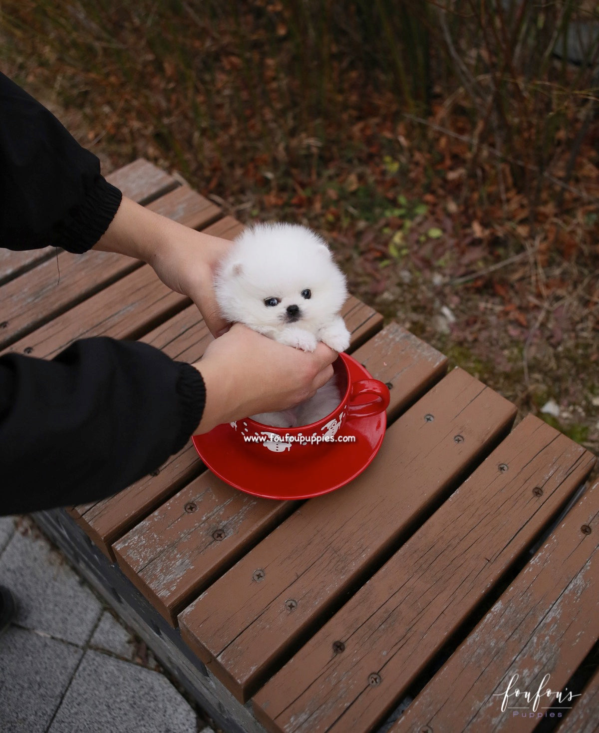 Sasha - Pomeranian F.