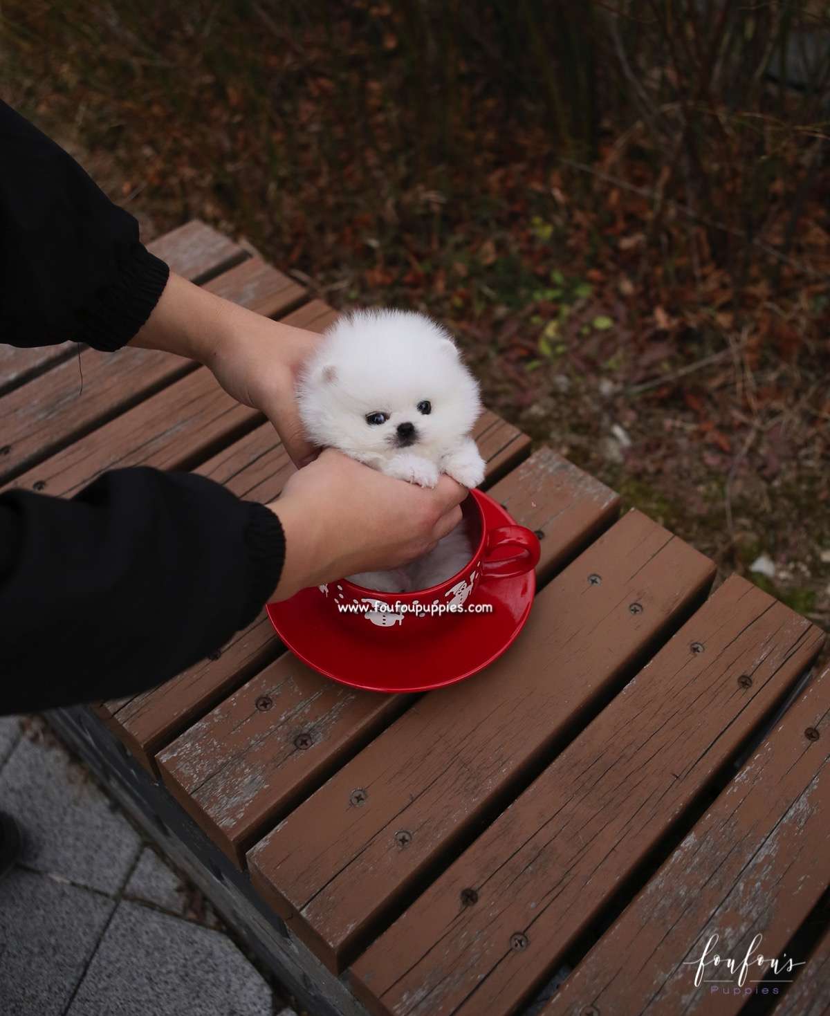 Sasha - Pomeranian F.