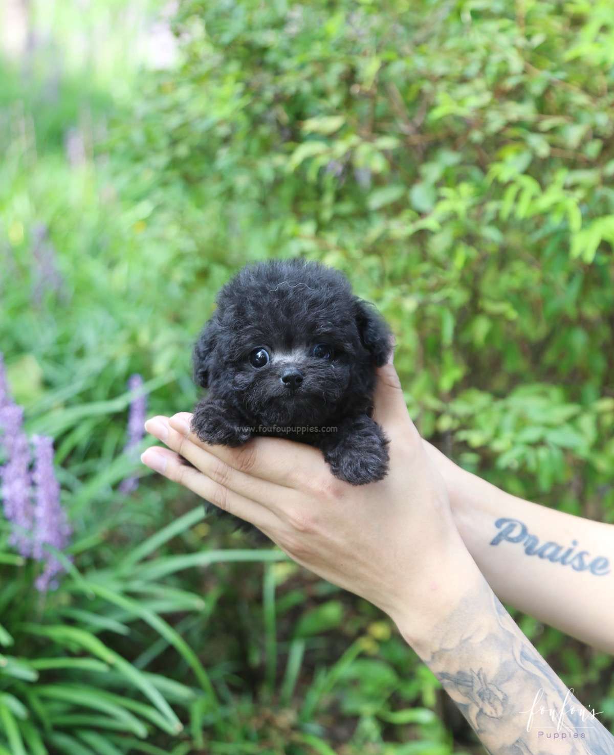 Dahlia - Poodle F.