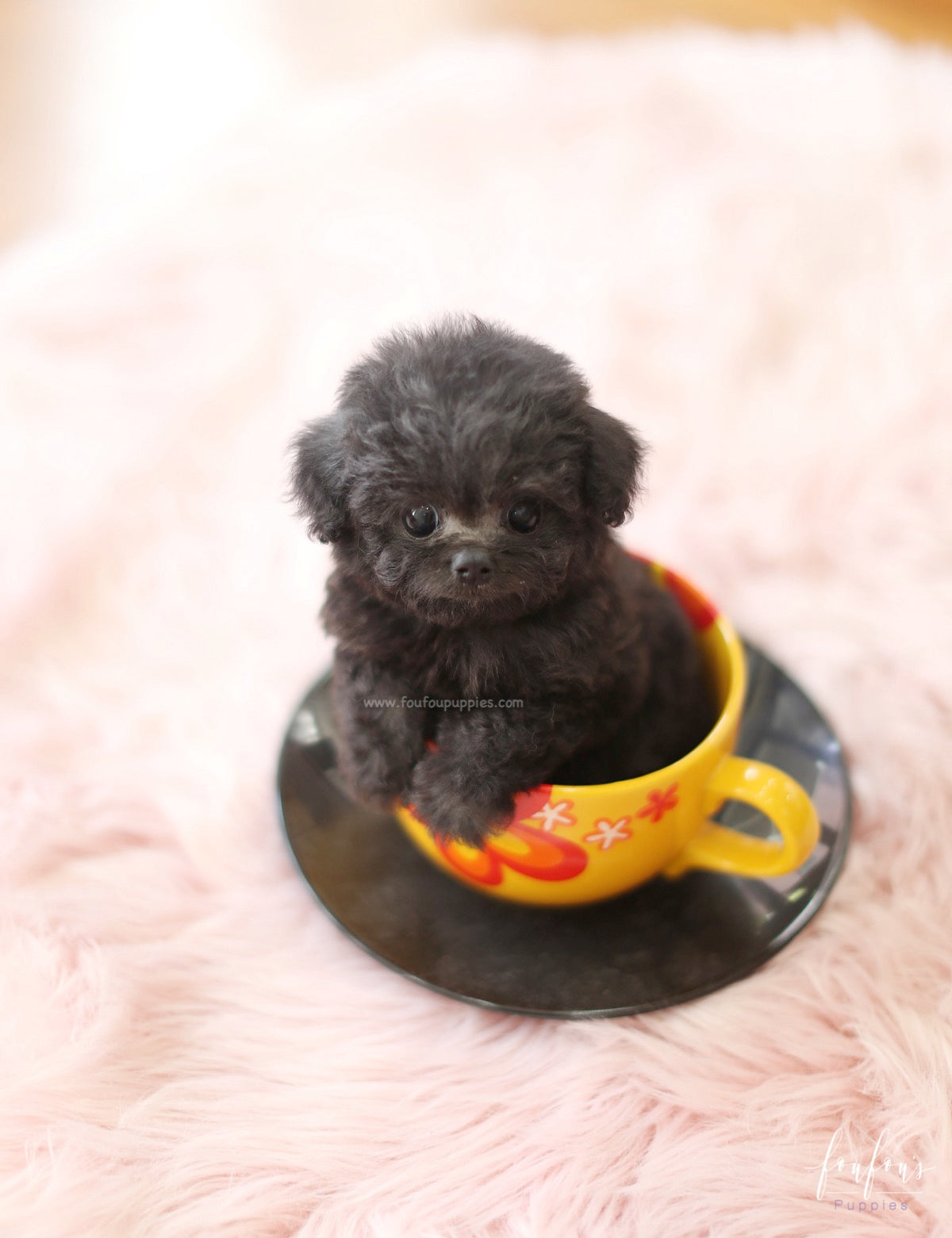 Dahlia - Poodle F.